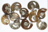 Lot: KG Madagascar Polished Ammonites (-) - Pieces #79356-1